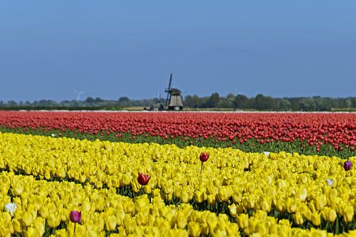 Niederländisches Bild mit Tulpen und einer Mühle