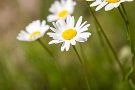 Ich finde Sie (Made)sweet! von DigiDiede - Fotografie