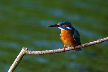 ijsvogel op een tak van Mei-Nga Smit-Wu