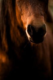 Le cheval dans le détail Proximité veloutée sur Femke Ketelaar