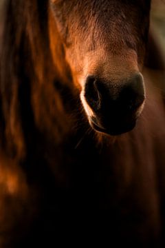 Horse in Detail Velvety Proximity