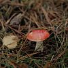 Pilz im Wald von Britney Suoss