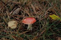 Champignon dans la forêt