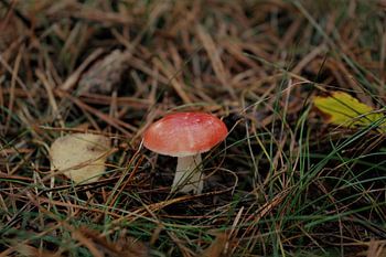 Mushroom in the forest