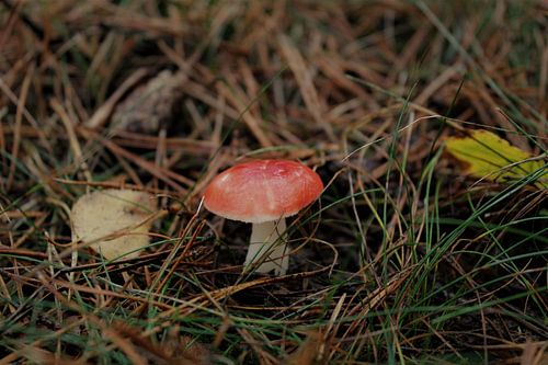 Paddenstoel in het bos