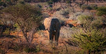 A giant among the little bushes by Loris Photography