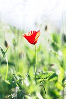De rode klaproos in het groen op een zomerse dag.