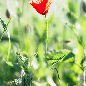 The red poppy in green on a summer day. by Joeri Mostmans