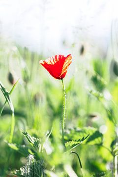 De rode klaproos in het groen op een zomerse dag. van Joeri Mostmans