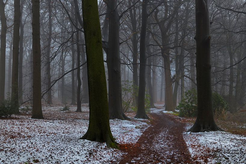 Foggy winter forest in Royal Domain The Horsten, Wassenaar von Georges Hoeberechts