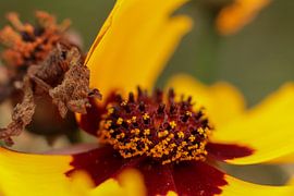 Gele bloem van Daansphotographyshop