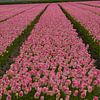 Des tulipes roses de Hollande-Septentrionale, près de Medemblik sur Truckpowerr