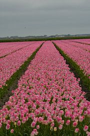 Rosa Tulpen aus Nordholland in der Nähe von Medemblik von Truckpowerr