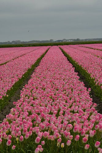 Roze Tulpen uit Noord Holland in de buurt van Medemblik