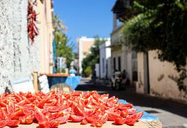 SUN Tomatoes by Bert Weber