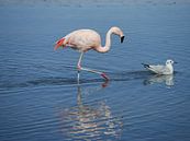 flamingo's in Chili von Eline Oostingh Miniaturansicht