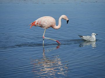 flamingo's in Chili van Eline Oostingh