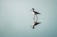 Reflection of Grace - Black Rider in Still Water by Femke Ketelaar thumbnail