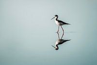 Reflection of Grace - Black Rider in Still Water
