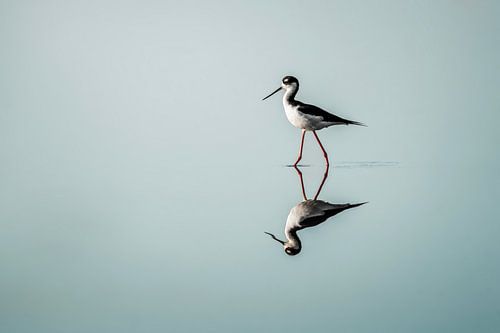 Spiegeling van Gratie Zwarte Ruiter in Stil Water