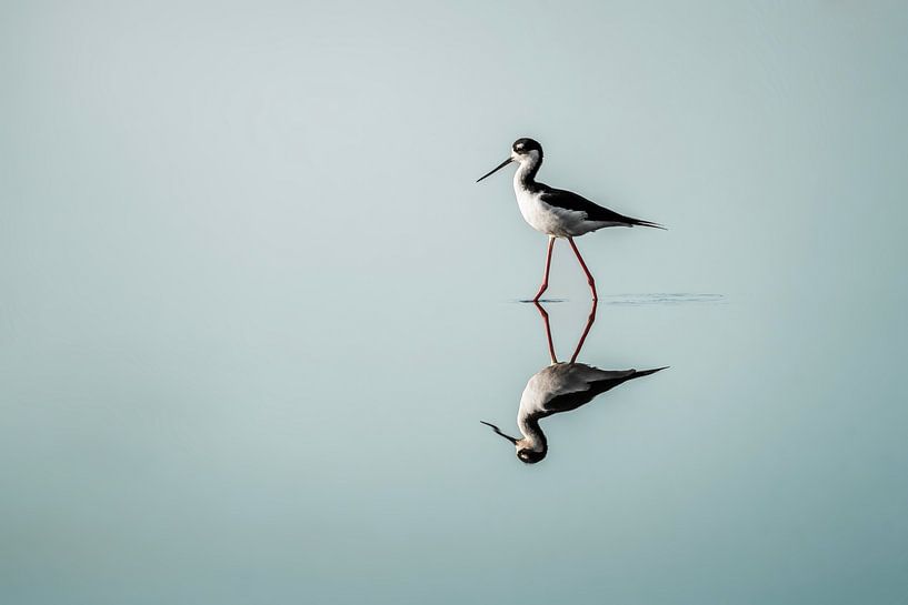 Reflection of Grace - Black Rider in Still Water by Femke Ketelaar