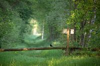 Birdwatch
