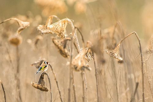 Putter in zonnebloemenveld