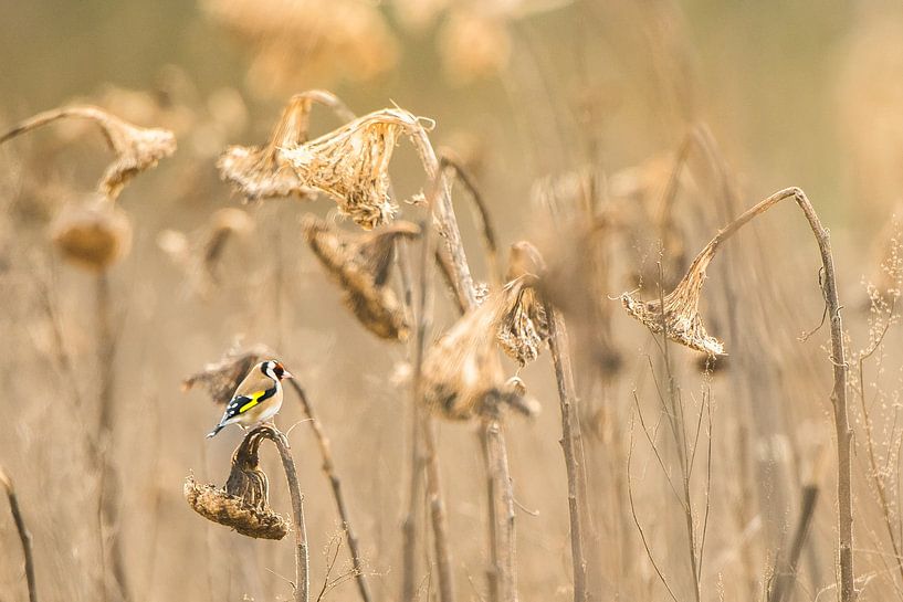 Goldfinch in sunflower field by Danny Slijfer Natuurfotografie