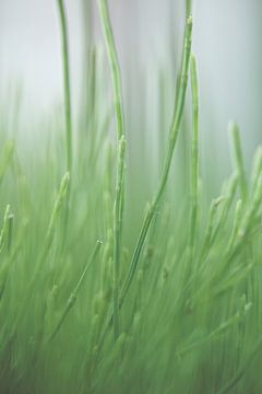 Gras van Robert Wiggers