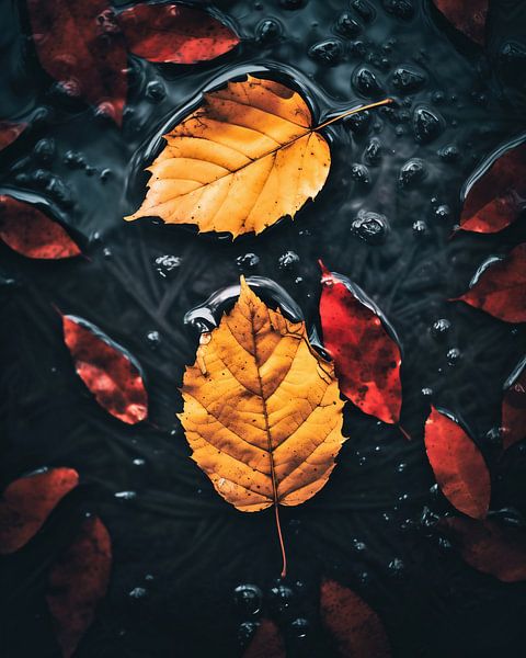 Herfstsfeer van fernlichtsicht