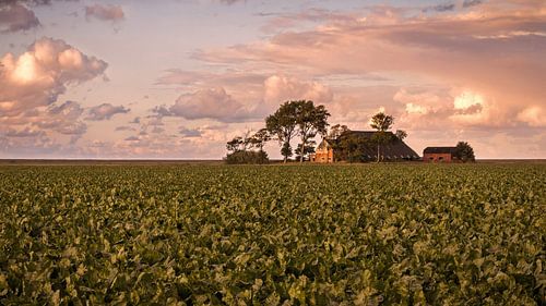 Een boerderij in het Hoge Noorden