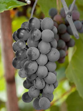 Italiaanse Druiven sur Bart Kock