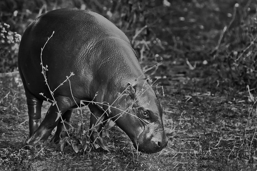 dwergnijlpaard is een schattig klein nijlpaard. Verkleurd, zwart en wit van Michael Semenov