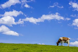 Vache au pâturage sur Walter G. Allgöwer