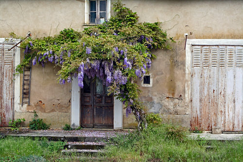 Altes Haus mit violetter Glyzinie