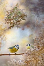 Hydrangea party by Teuni's Dreams of Reality