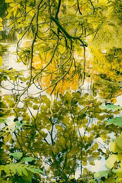 Reflets de feuilles sur Zehava Perez