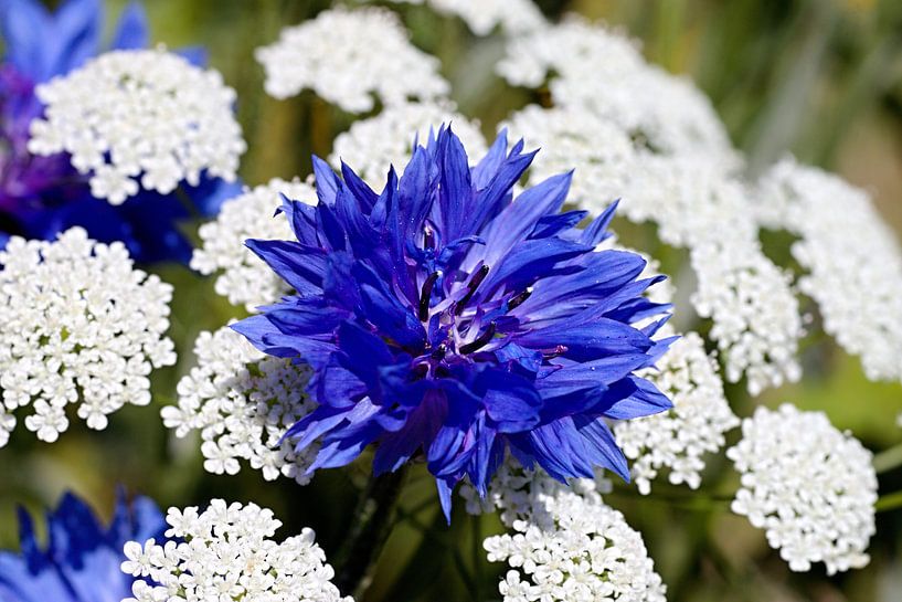 Centaurea cyanus Korenbloem by W J Kok
