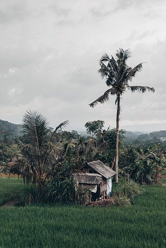 Authentiek tropisch uitzicht in Bali, Indonesië