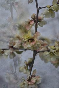 Frühling - Quittenblüte