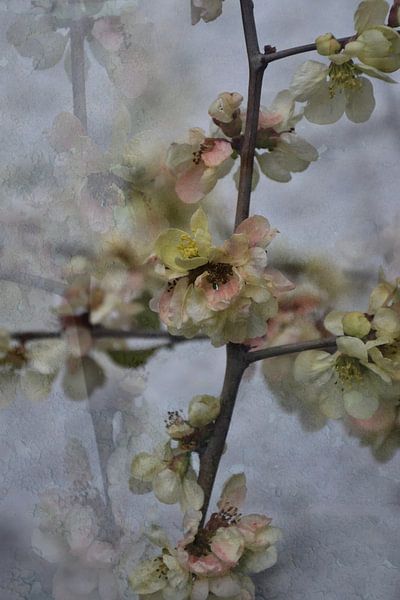 Spring -  kweepeer bloesem van Christine Nöhmeier