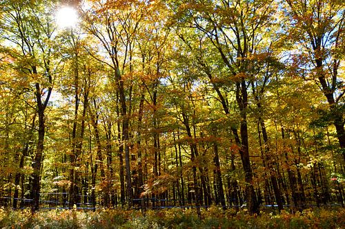 Een esdoornbos in de herfst