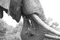 Nahaufnahme des Verzehrs eines afrikanischen Elefanten schwarz-weiß von Bobsphotography Miniaturansicht