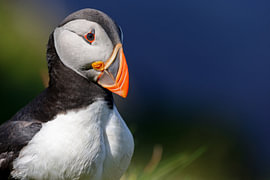 Papageitaucher (Fratercula arctica)