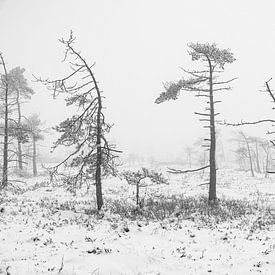 Winter Landscape with Nature Trail in the Black Moor/Rhön 2 by Holger Spieker