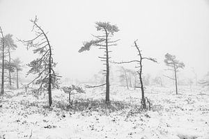 Winterlandschaft mit Bäumen im Schwarzen Moor in der Rhön