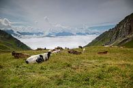 Koeien in een bergweide van Thomas Heitz thumbnail