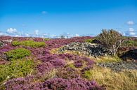 Landschap op het eiland Dyrön in Zweden van Rico Ködder thumbnail