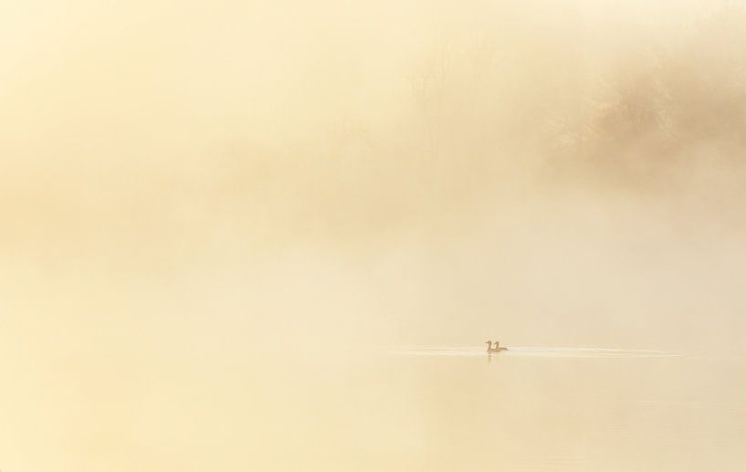 Birds in Love von Marcel Kerdijk