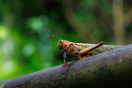 Costa Rica – wo Natur, Abenteuer und pure Schönheit aufeinander treffen